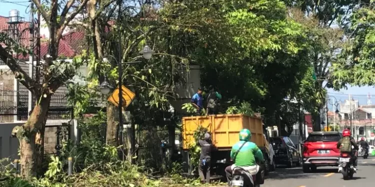 Petugas DPUTR Kota Sukabumi saat melakukan pemangkasan pohon di ruas Jalan Bhayangkara, pada beberapa waktu lalu. Foto: Nuria Ariawan.